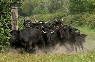  Manade located in Rphele les Arles 